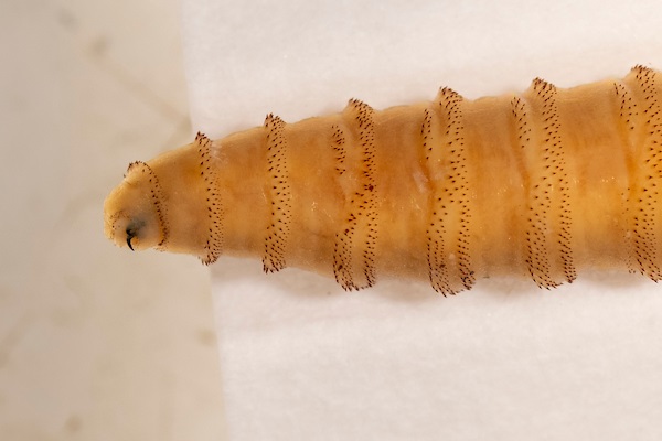 Texas A&M AgriLife Extension picture of a Screwworm
