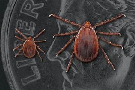 Asian longhorned Tick AgriLife