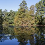 New Grant Supports the use of Trees and Forestry in Watershed Protection Plans