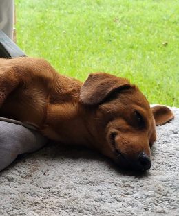 Move Over for Animal Control Vehicles