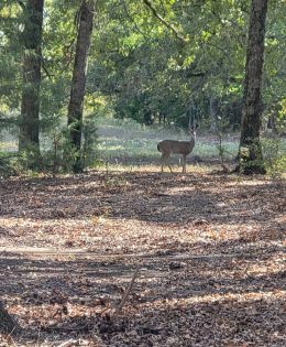 White-tailed Deer Archery Hunters Should Have Plenty of Opportunities to Harvest Quality Bucks Before the General Season