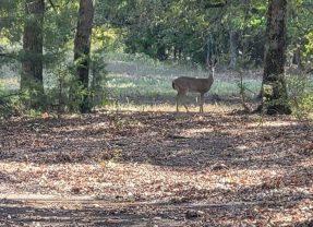 White-tailed Deer Archery Hunters Should Have Plenty of Opportunities to Harvest Quality Bucks Before the General Season