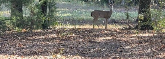 White-tailed Deer Archery Hunters Should Have Plenty of Opportunities to Harvest Quality Bucks Before the General Season