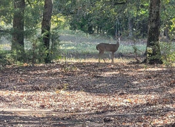 White-tailed Deer Archery Hunters Should Have Plenty of Opportunities to Harvest Quality Bucks Before the General Season