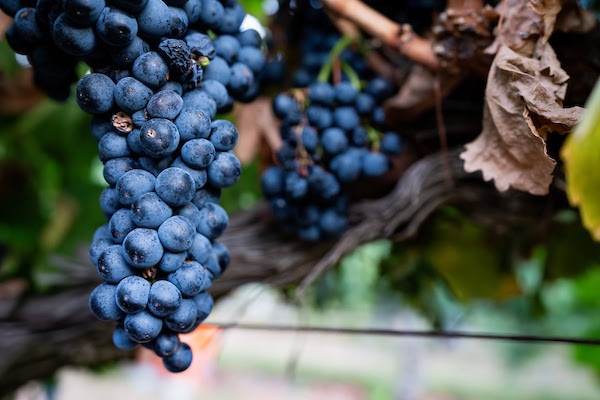 wine grapes A&M September 2025