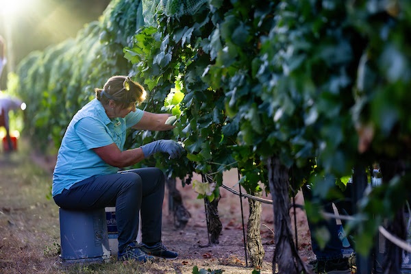 wine grapes worker A&M AgriLife September 2025