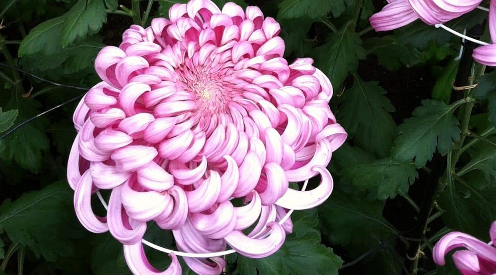 epic gardening September 2025