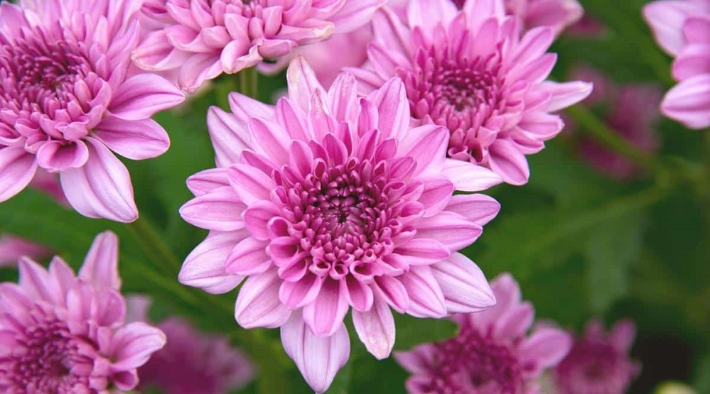 epic gardening September 2025