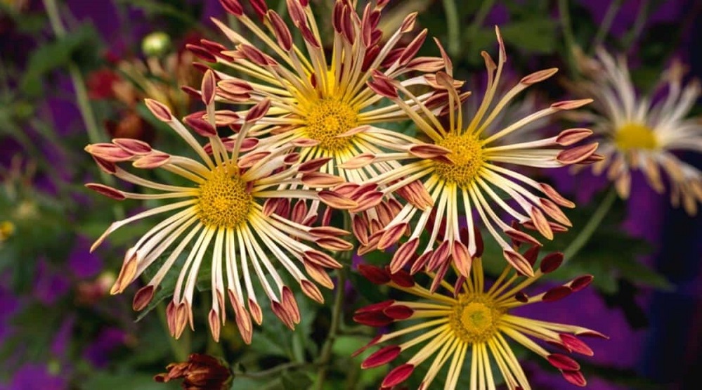 epic gardening September 2025