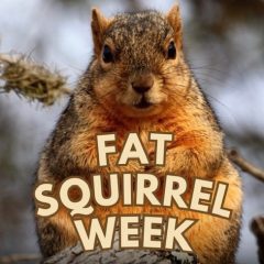 Learn About Fat Squirrel Week and How You Can Vote on This Second Cup Of Coffee