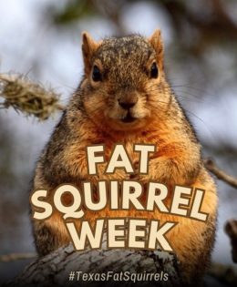 Learn About Fat Squirrel Week and How You Can Vote on This Second Cup Of Coffee