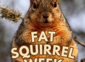 Learn About Fat Squirrel Week and How You Can Vote on This Second Cup Of Coffee