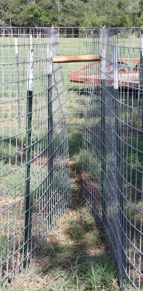 feral hogs extension Circle Trap Gate September 2025