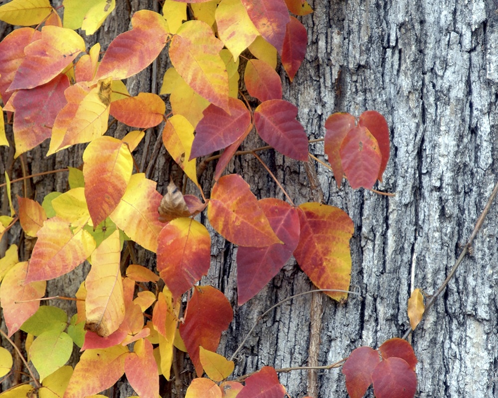 KSST fall poison ivy2 Master Gardener Ronnie Wilson