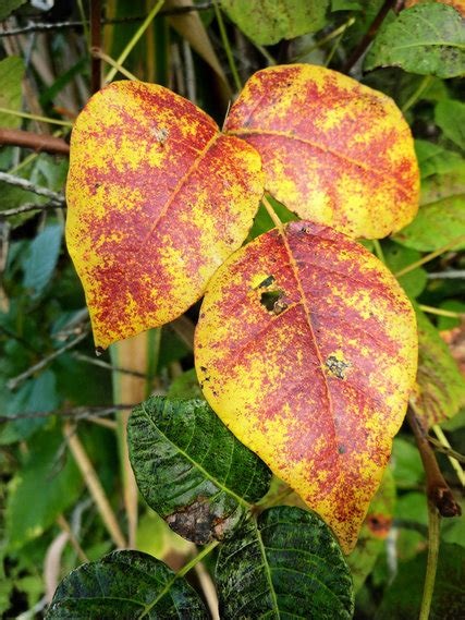 KSST poison ivy red yellow Master Gardener Ronnie Wilson