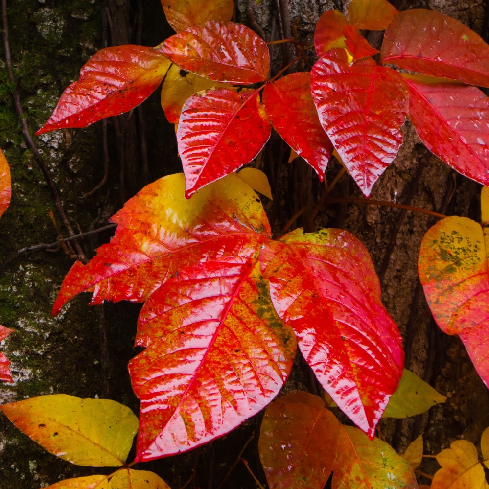 KSST red poison ivy2 Master Gardener Ronnie Wilson