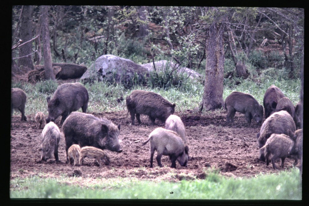feral hogs georgia encyclopedia September 2025