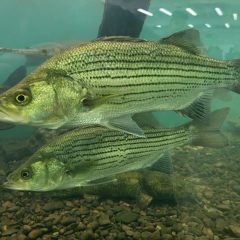 Texas Freshwater Fisheries Center to Reopen Oct. 8