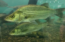 Texas Freshwater Fisheries Center to Reopen Oct. 8