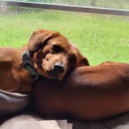 Commissioner Miller Praises FDA’s Emergency Authorization of New Screwworm Treatment for Dogs