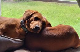 Commissioner Miller Praises FDA’s Emergency Authorization of New Screwworm Treatment for Dogs