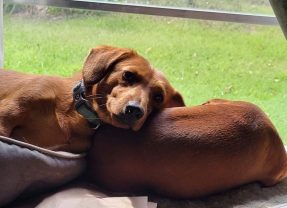 Commissioner Miller Praises FDA’s Emergency Authorization of New Screwworm Treatment for Dogs