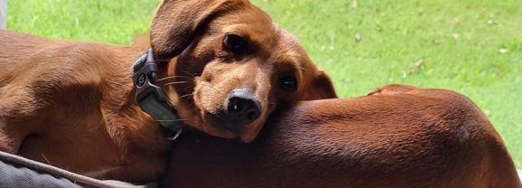 Commissioner Miller Praises FDA’s Emergency Authorization of New Screwworm Treatment for Dogs