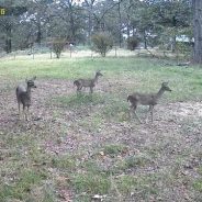 Hunters for the Hungry Donates New Deer Processing Trailer to East Texas Food Bank