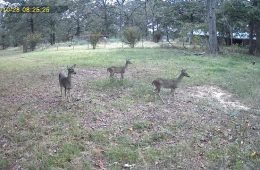 Hunters for the Hungry Donates New Deer Processing Trailer to East Texas Food Bank