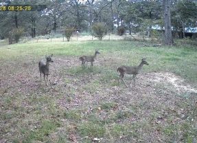 Hunters for the Hungry Donates New Deer Processing Trailer to East Texas Food Bank