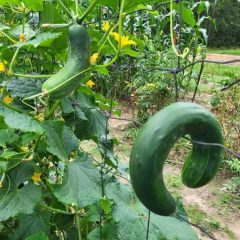 Texas Farm Bureau names 2025-26 Homeschool Garden Grant Recipients