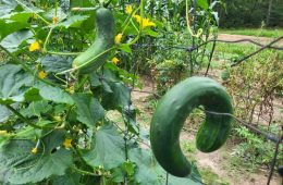 Texas Farm Bureau names 2025-26 Homeschool Garden Grant Recipients