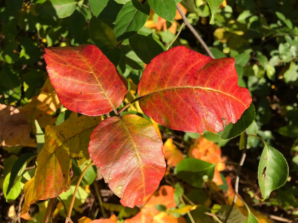 poison ivy in the fall