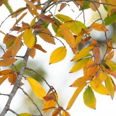 The Magic and Chemistry of Fall Foliage Color 