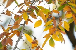 The Magic and Chemistry of Fall Foliage Color 