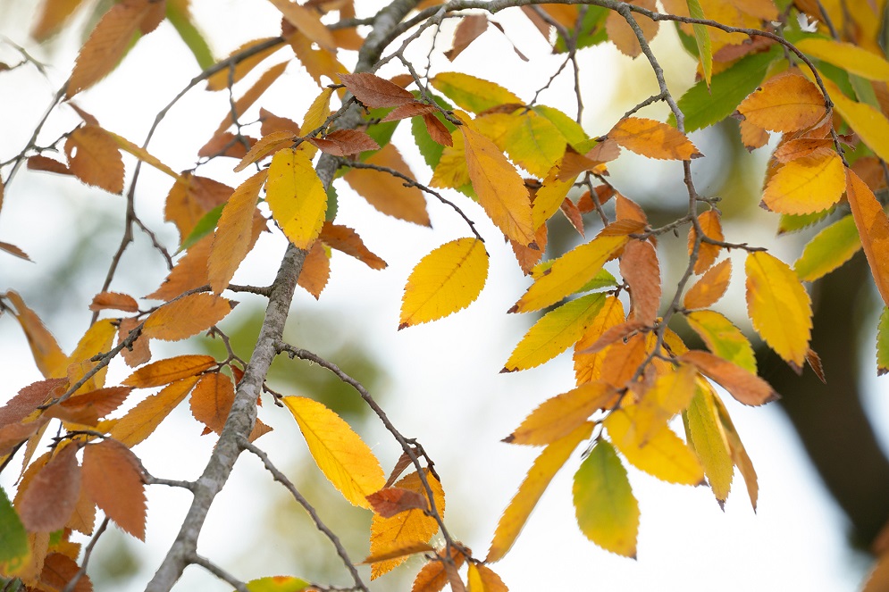 Fall Leaves Texas A&M November 2025