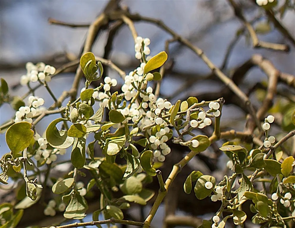 Mistletoe 4