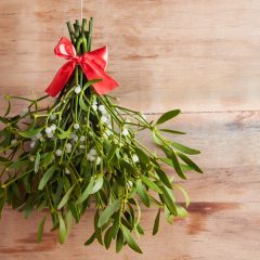 MISTLETOE By Master Gardener Ronnie Wilson