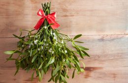 MISTLETOE By Master Gardener Ronnie Wilson