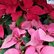 POINSETTIAS By Master Gardener Ronnie Wilson