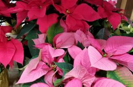 POINSETTIAS By Master Gardener Ronnie Wilson