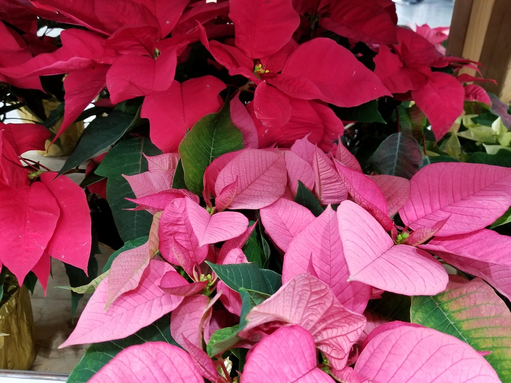 Poinsettia 1