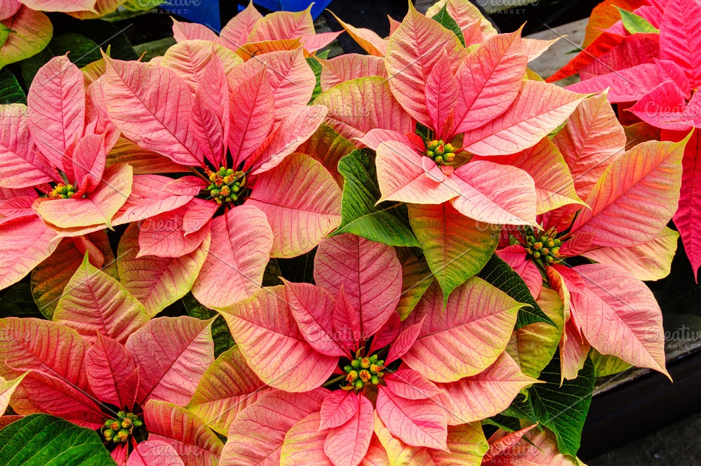 Poinsettia 9 variety