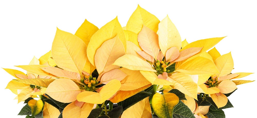 Poinsettia Yellow