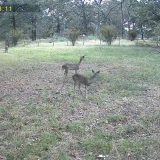 Thriving Fawns, Thriving Hunt: Texas Deer Numbers Stay Strong