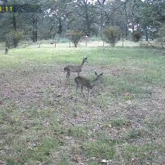 Thriving Fawns, Thriving Hunt: Texas Deer Numbers Stay Strong