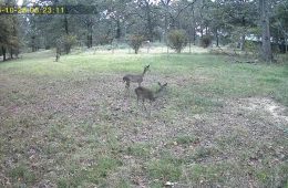 Thriving Fawns, Thriving Hunt: Texas Deer Numbers Stay Strong