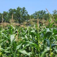 USDA Set to Announce New “Bridge Payments” for Farmers Facing Export Losses