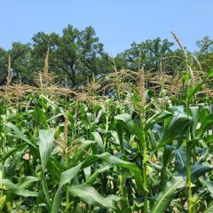 USDA Set to Announce New “Bridge Payments” for Farmers Facing Export Losses