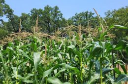 USDA Set to Announce New “Bridge Payments” for Farmers Facing Export Losses